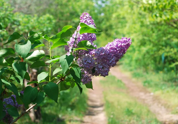 Lilas en fleurs — Photo