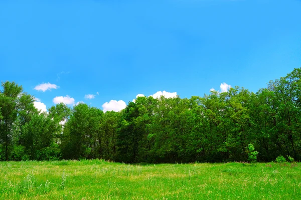 Alberi — Foto Stock