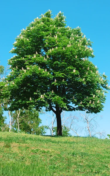 Blossoming chestnut — Stock Photo, Image