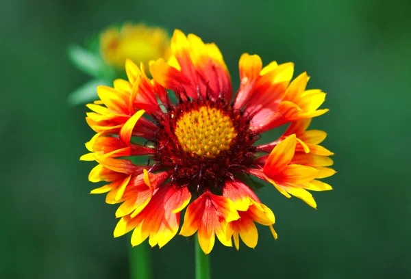 Gelbes Gänseblümchen — Stockfoto