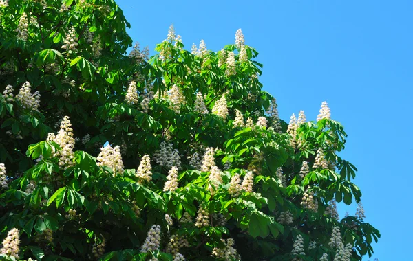 Chestnut — Stock Photo, Image