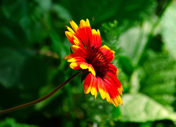 Gele daisy — Stockfoto