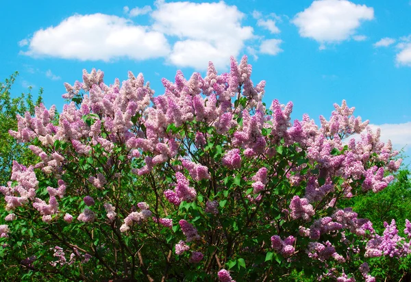 Blossoming lilacs — Stock Photo, Image