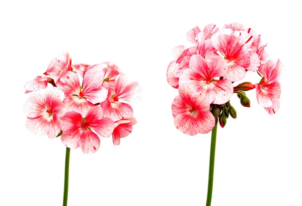 Flower — Stock Photo, Image