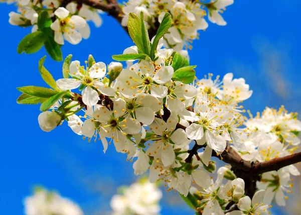 Fioritura — Foto Stock