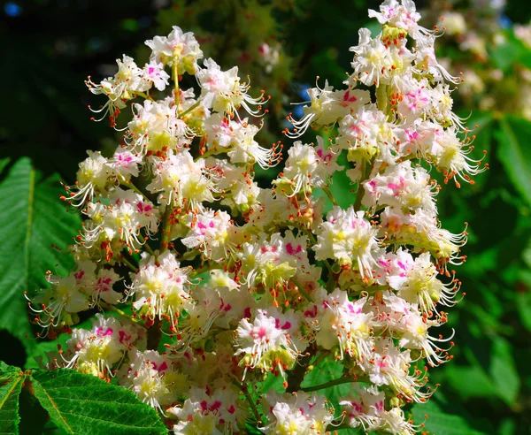 Chestnut — Stock Photo, Image