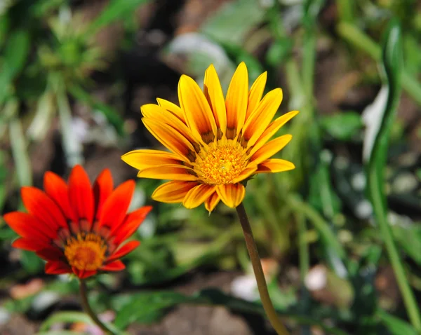 Yellow daisy — Stock Photo, Image