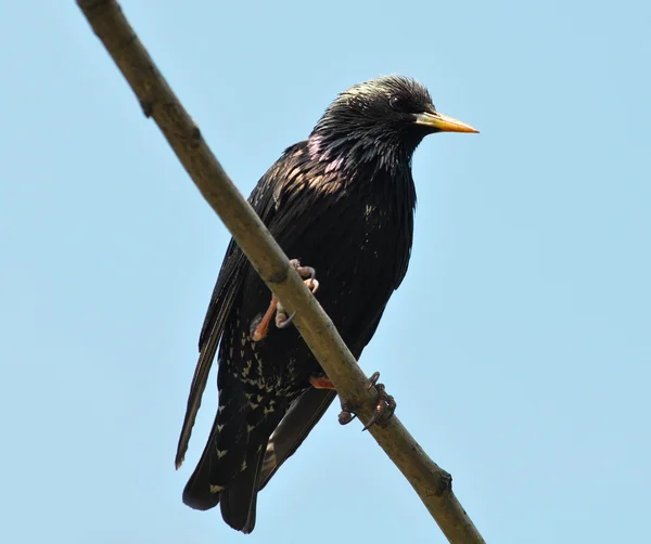 Spreeuw — Stockfoto