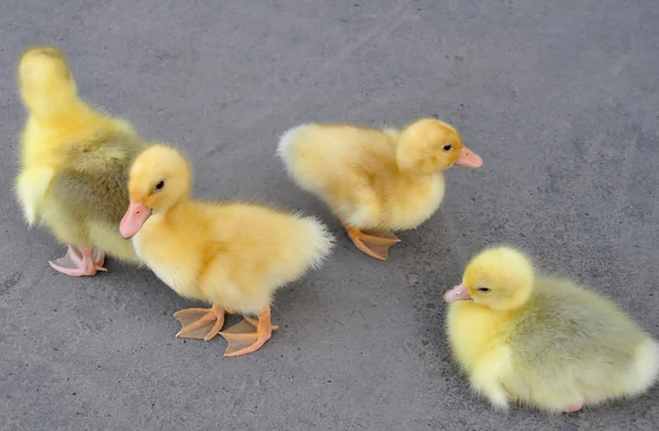 Patos jóvenes — Foto de Stock