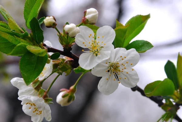 Blossoming — Stock Photo, Image