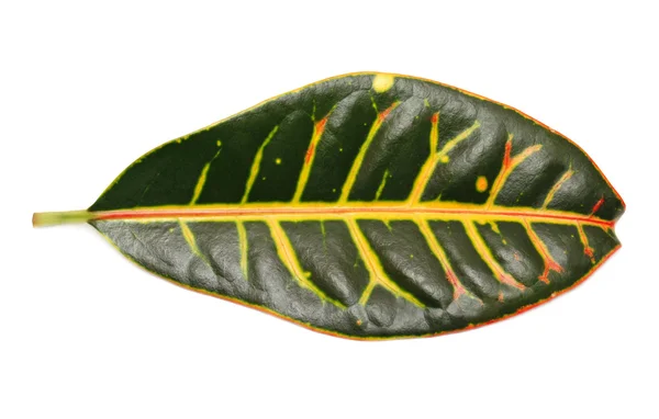 Leaf — Stock Photo, Image