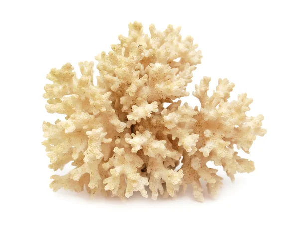 Coral — Stock Photo, Image