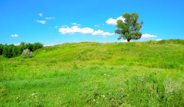 Ein Baum — Stockfoto