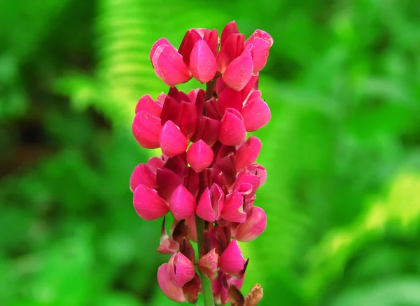 Pink lupine — Stock Photo, Image