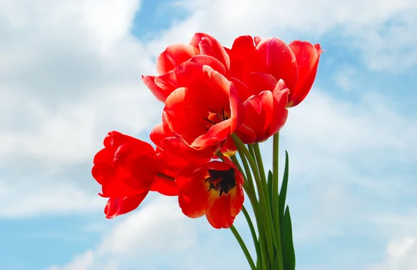 Rote Tulpen — Stockfoto