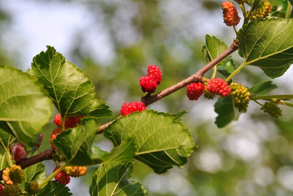Mulberry — Stock Image Mulberry Stock Photo