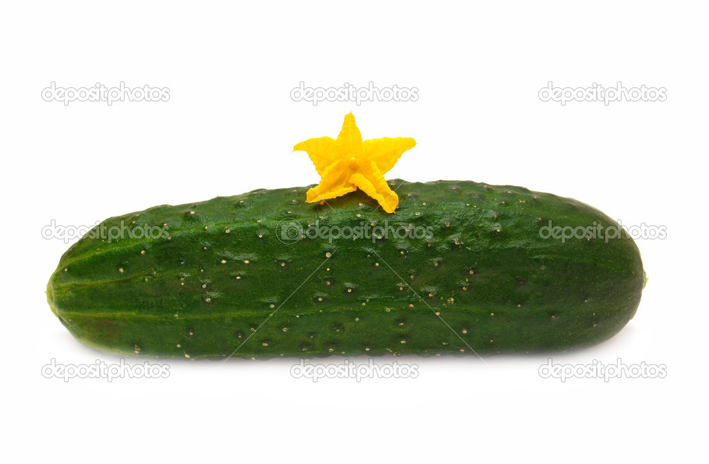 Ripe cucumber — Stock Photo © Ian_2010 #33492679