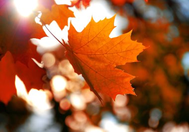 akçaağaç yaprağı