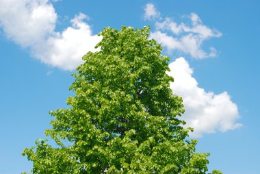 çiçek açması kestane mavi gökyüzü