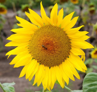 Ayçiçeği ve yaban arısı