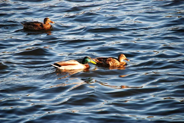 Een covey van wilde eenden in de rivier — Stockfoto