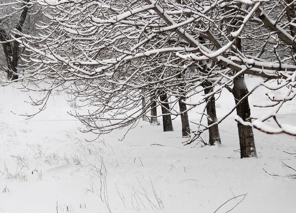 Invierno — Foto de Stock