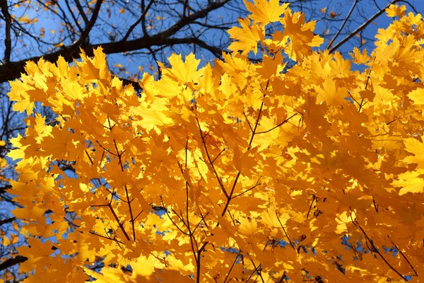 黄色枫叶 — 图库照片