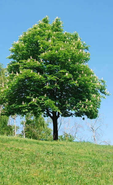 Blossoming chestnut — Stock Photo, Image