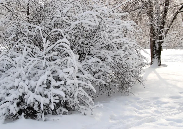 Inverno — Fotografia de Stock