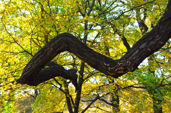 Albero insolito — Foto Stock