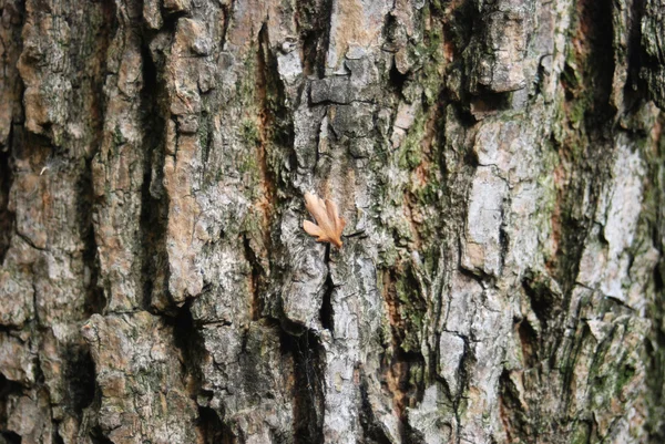 La corteccia dell'albero — Foto Stock