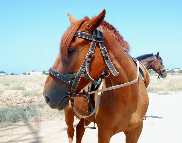 Cavallo — Foto Stock