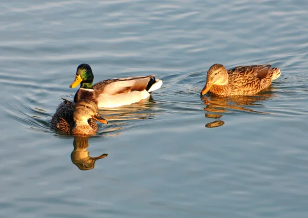 Cobertura de patos selvagens — Fotografia de Stock