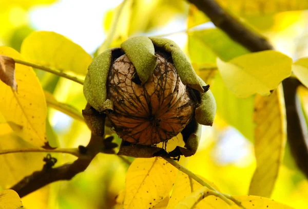 Large walnut — Stock Photo, Image