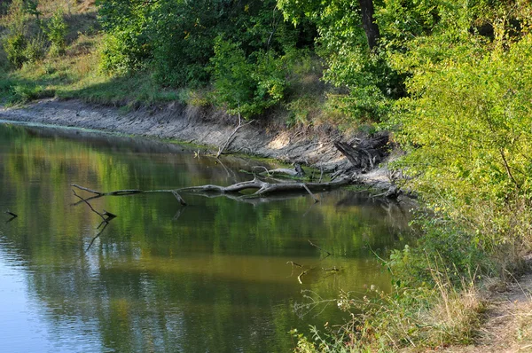 川と鬱蒼とした森 — ストック写真