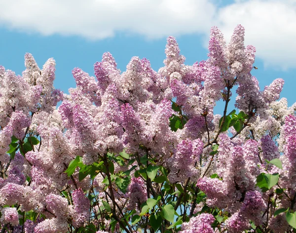 Des lilas en fleurs sur le ciel bleu — Photo