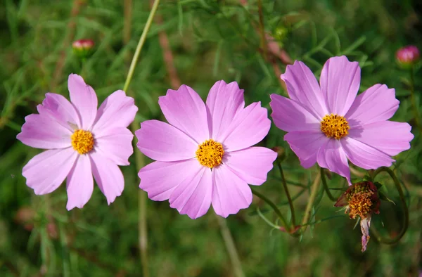 Roze madeliefjes — Stockfoto