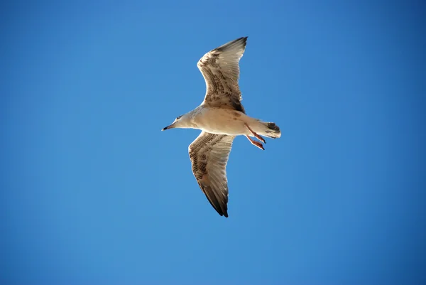 Schöne Möwe — Stockfoto