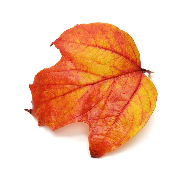 Red leaf viburnum — Stock Photo, Image