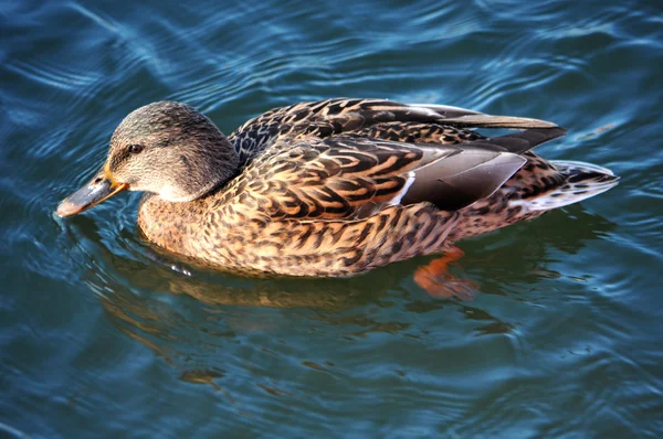 Wild duck — Stock Photo, Image