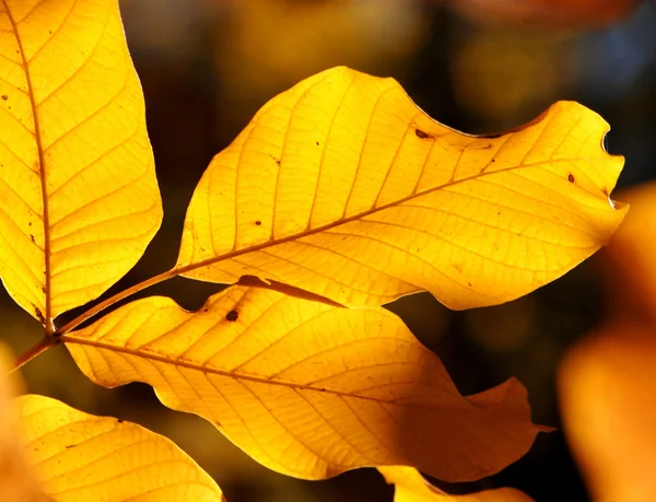 Yellow walnut leaves — Stock Photo, Image