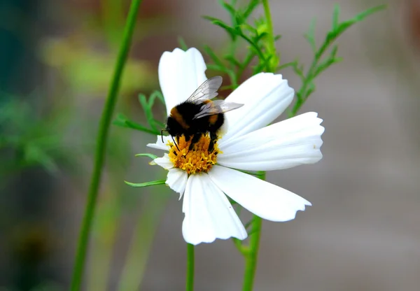 Impollinazione — Foto Stock