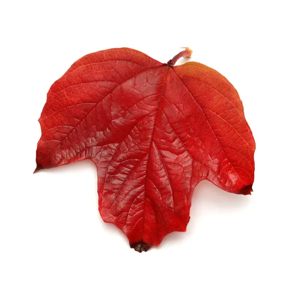 Röda blad viburnum — Stockfoto