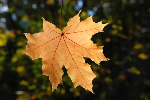 Maple leaf — Stock Photo, Image