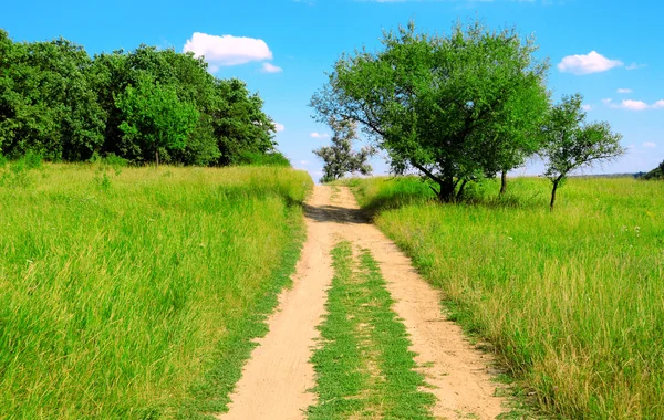 Strada e alberi — Foto Stock