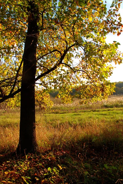 Herbst — Stockfoto