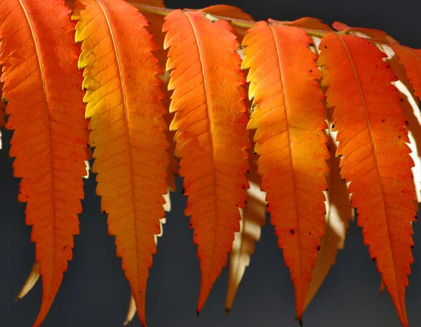 Feuilles rouges dans la forêt — Photo