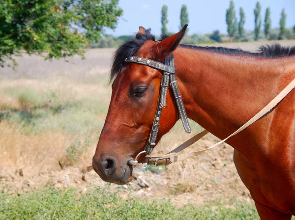 Häst — Stockfoto