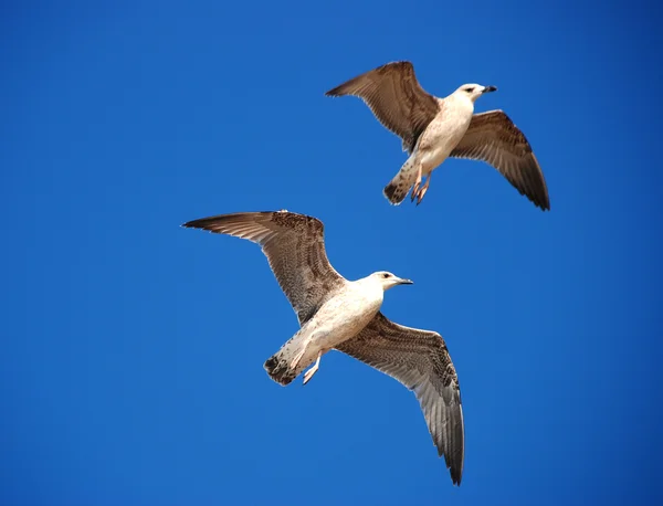 Dos gaviotas en el cielo azul —  Fotos de Stock