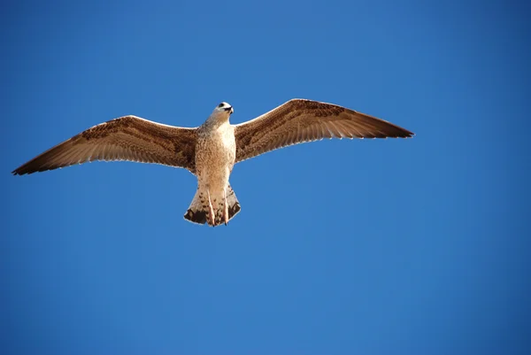 Schöne Möwe — Stockfoto